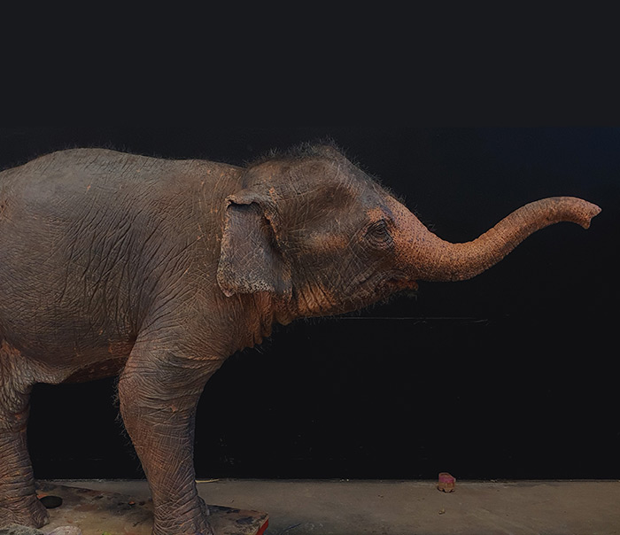 Elefante in polistirolo