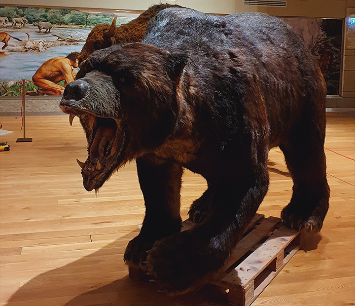 Grizzly realizzato per Di.Ma srls