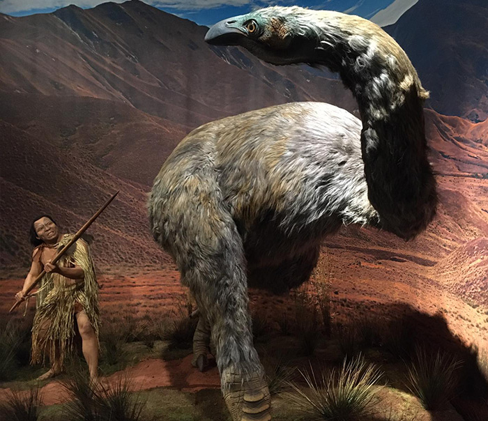 Fresatura di un Moa a grandezza naturale