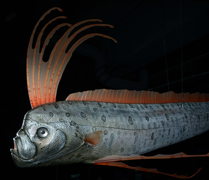 Pesce realizzato in polistirolo